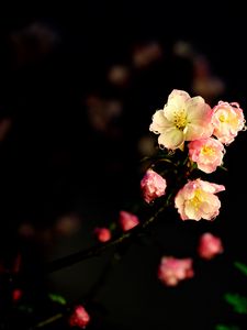 Preview wallpaper flowers, petals, drops, buds, branch, dark