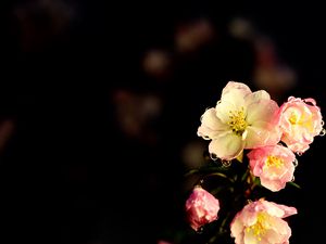 Preview wallpaper flowers, petals, drops, buds, branch, dark