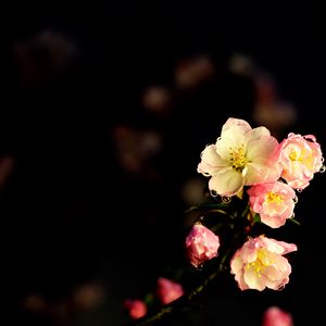 Preview wallpaper flowers, petals, drops, buds, branch, dark