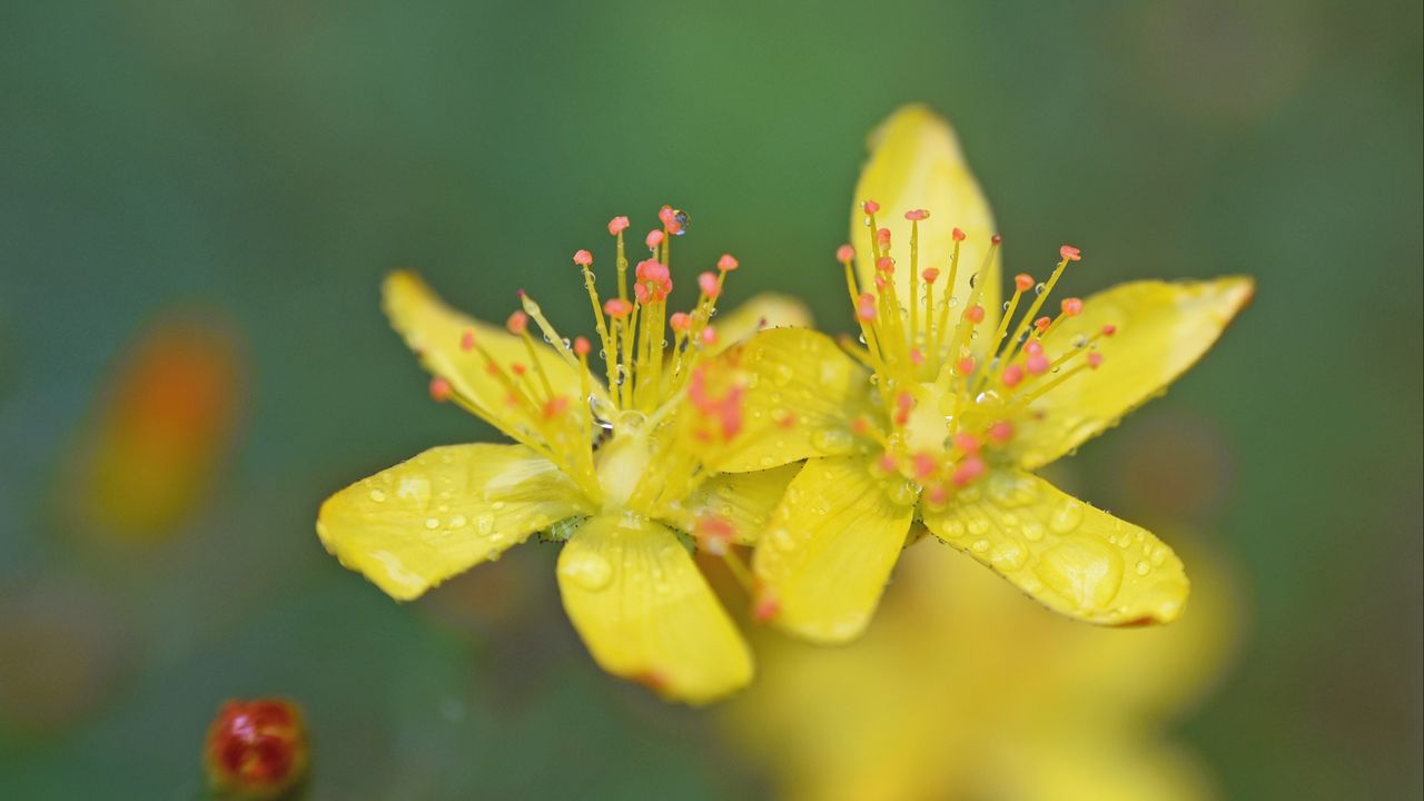 Wallpaper flowers, petals, drops, macro, yellow, blur