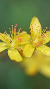 Preview wallpaper flowers, petals, drops, macro, yellow, blur