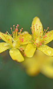 Preview wallpaper flowers, petals, drops, macro, yellow, blur