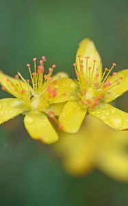 Preview wallpaper flowers, petals, drops, macro, yellow, blur