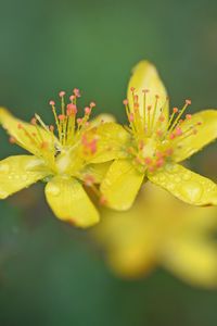 Preview wallpaper flowers, petals, drops, macro, yellow, blur