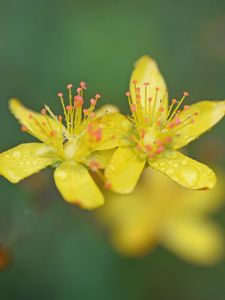 Preview wallpaper flowers, petals, drops, macro, yellow, blur