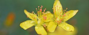 Preview wallpaper flowers, petals, drops, macro, yellow, blur