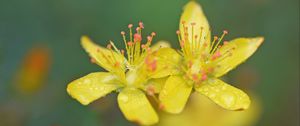 Preview wallpaper flowers, petals, drops, macro, yellow, blur