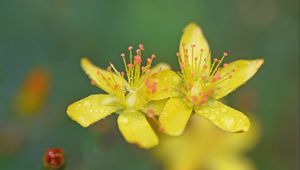 Preview wallpaper flowers, petals, drops, macro, yellow, blur