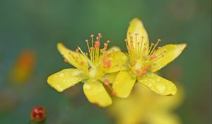 Preview wallpaper flowers, petals, drops, macro, yellow, blur