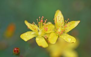 Preview wallpaper flowers, petals, drops, macro, yellow, blur