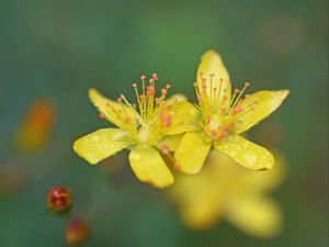 Preview wallpaper flowers, petals, drops, macro, yellow, blur