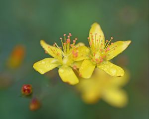 Preview wallpaper flowers, petals, drops, macro, yellow, blur