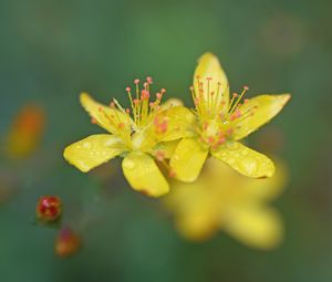 Preview wallpaper flowers, petals, drops, macro, yellow, blur