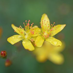 Preview wallpaper flowers, petals, drops, macro, yellow, blur
