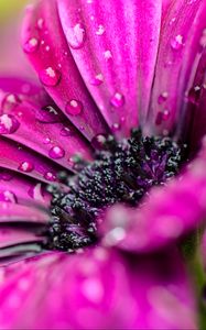 Preview wallpaper flowers, petals, drops, dew, purple