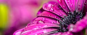 Preview wallpaper flowers, petals, drops, dew, purple