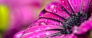 Preview wallpaper flowers, petals, drops, dew, purple