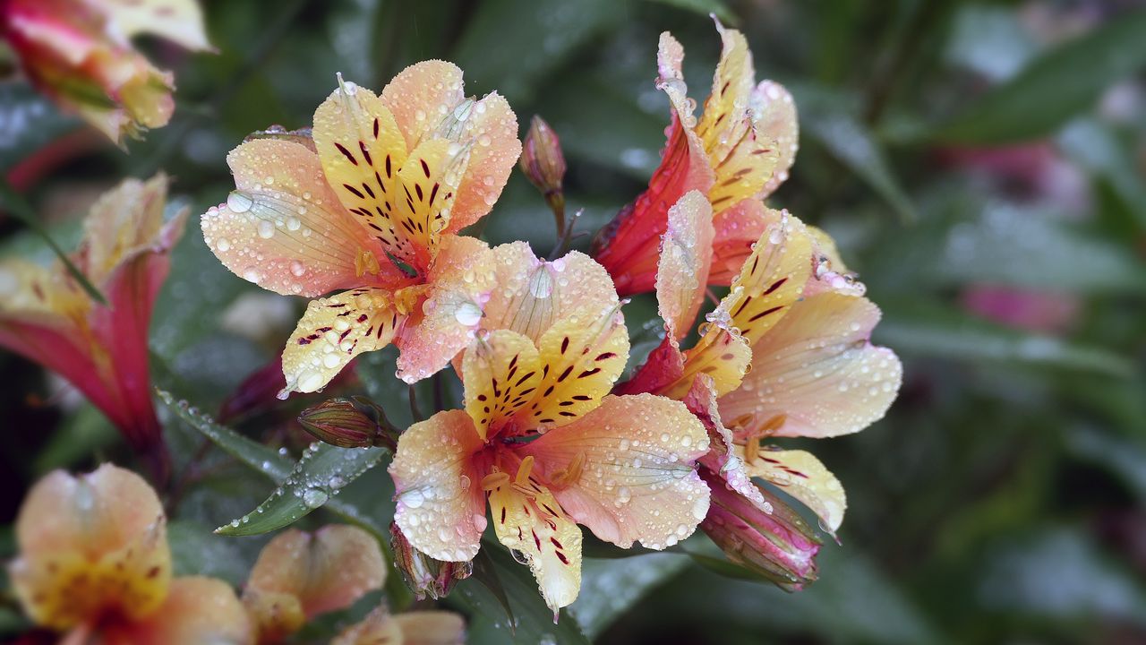 Wallpaper flowers, petals, drops, leaves, macro