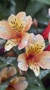 Preview wallpaper flowers, petals, drops, leaves, macro