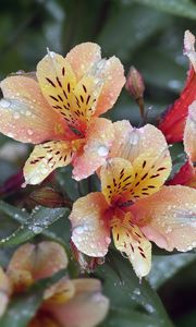 Preview wallpaper flowers, petals, drops, leaves, macro
