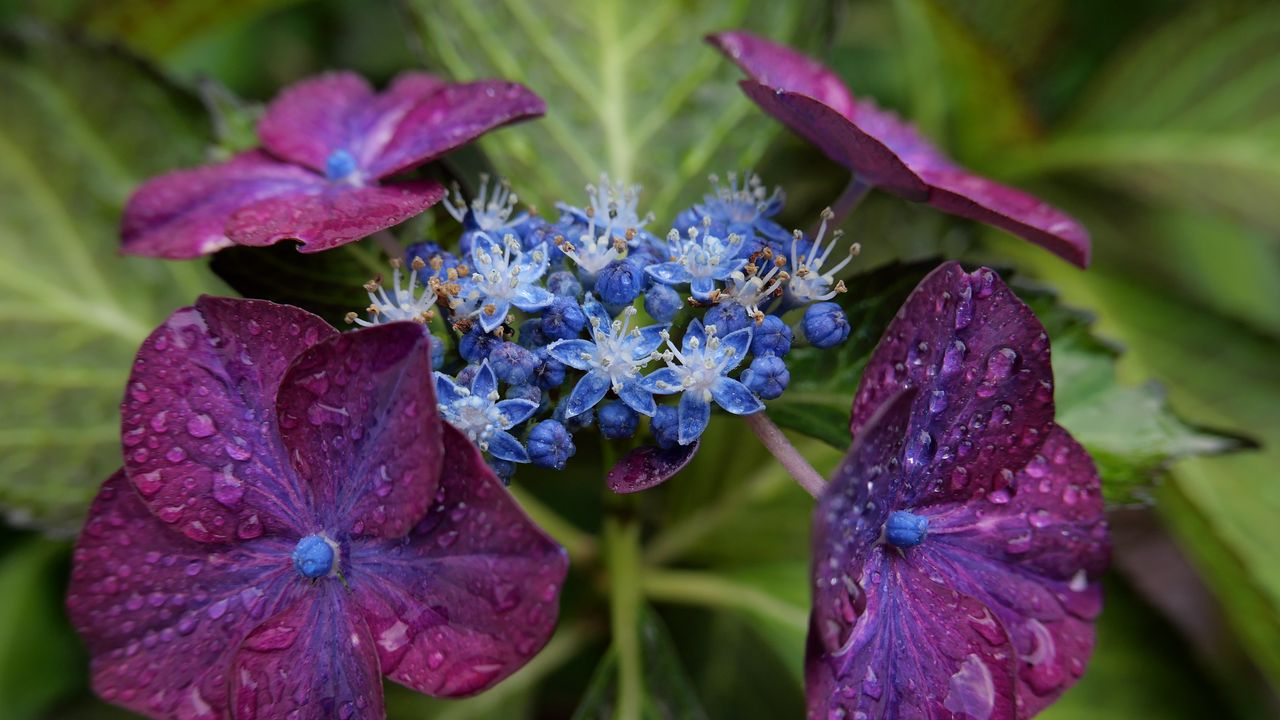 Wallpaper flowers, petals, drops, macro, purple