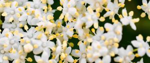 Preview wallpaper flowers, petals, elderberry, white