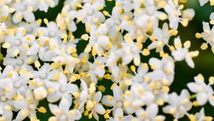 Preview wallpaper flowers, petals, elderberry, white