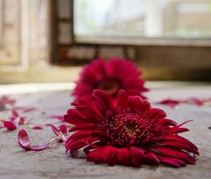 Preview wallpaper flowers, petals, fallen, surface