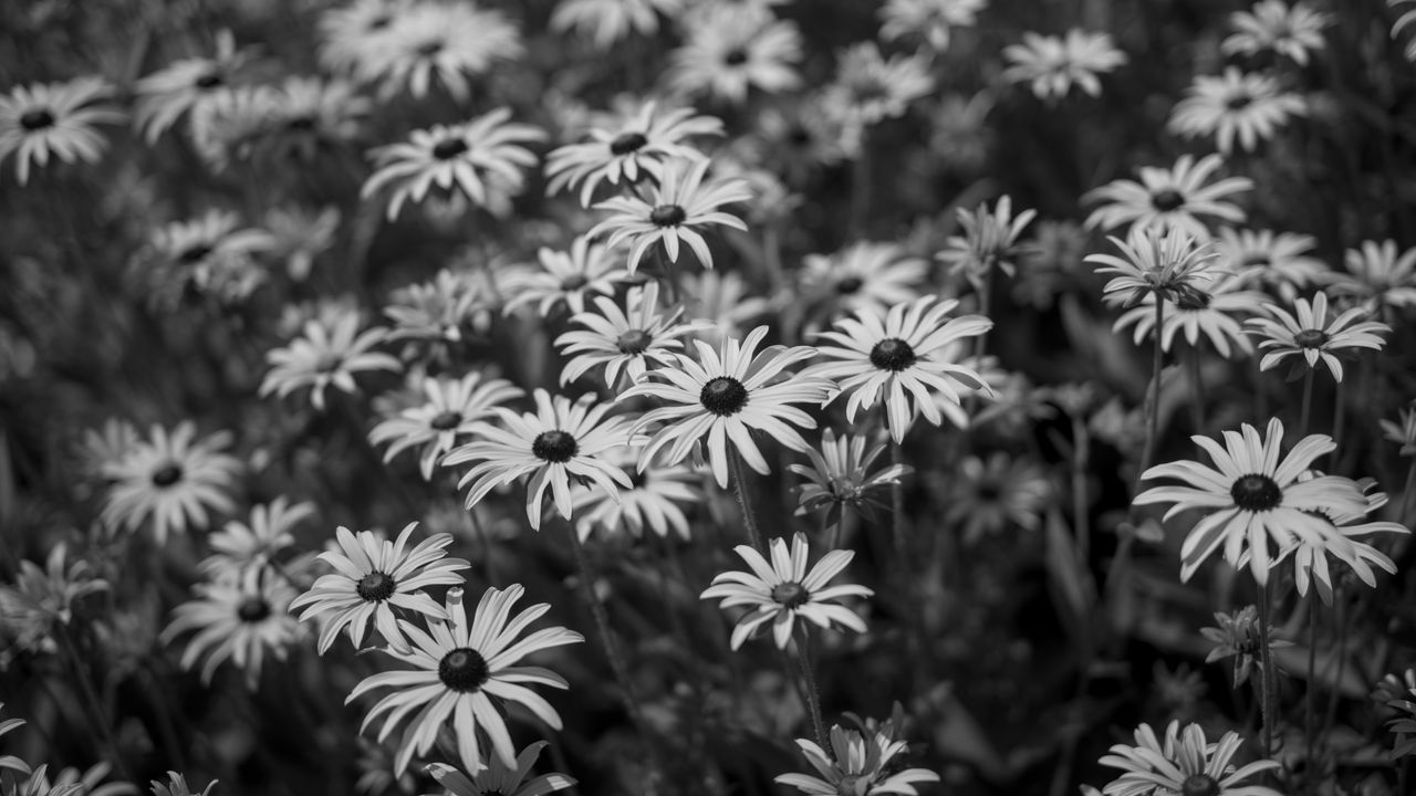 Wallpaper flowers, petals, field, black and white