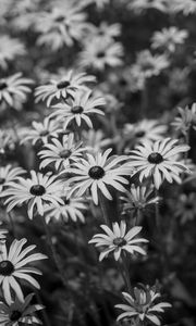 Preview wallpaper flowers, petals, field, black and white