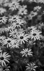 Preview wallpaper flowers, petals, field, black and white