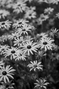 Preview wallpaper flowers, petals, field, black and white