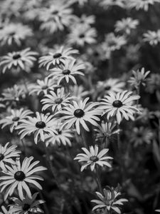Preview wallpaper flowers, petals, field, black and white