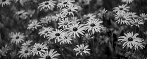 Preview wallpaper flowers, petals, field, black and white