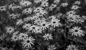 Preview wallpaper flowers, petals, field, black and white