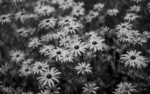Preview wallpaper flowers, petals, field, black and white