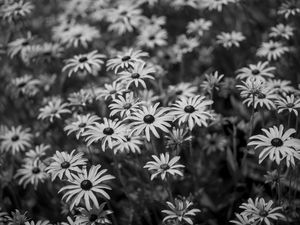 Preview wallpaper flowers, petals, field, black and white