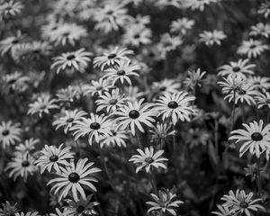 Preview wallpaper flowers, petals, field, black and white