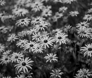 Preview wallpaper flowers, petals, field, black and white