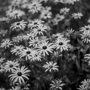 Preview wallpaper flowers, petals, field, black and white