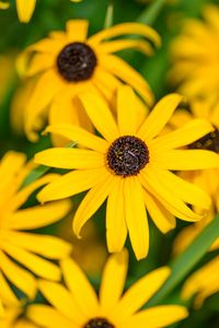 Preview wallpaper flowers, petals, field, yellow