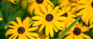 Preview wallpaper flowers, petals, field, yellow