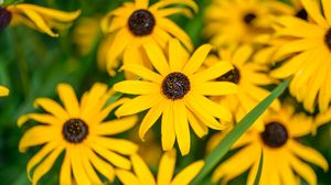 Preview wallpaper flowers, petals, field, yellow