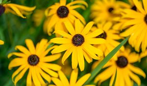 Preview wallpaper flowers, petals, field, yellow