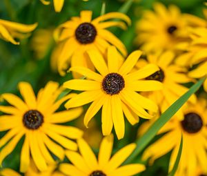 Preview wallpaper flowers, petals, field, yellow