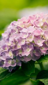 Preview wallpaper flowers, petals, grass, bouquet