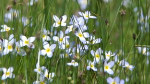 Preview wallpaper flowers, petals, grass, blur