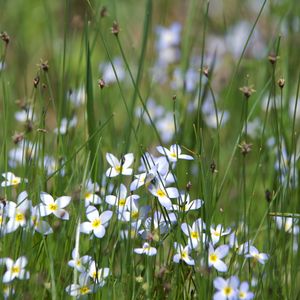 Preview wallpaper flowers, petals, grass, blur
