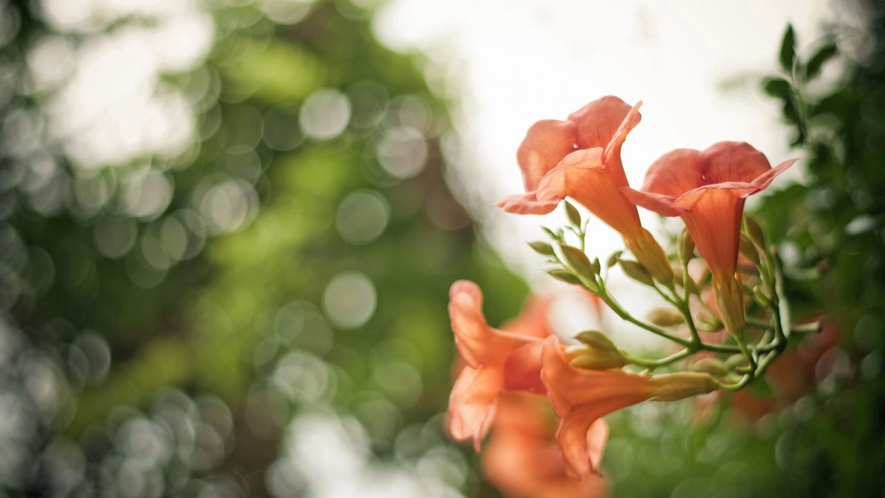 Wallpaper flowers, petals, grass