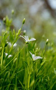Preview wallpaper flowers, petals, grass, spring